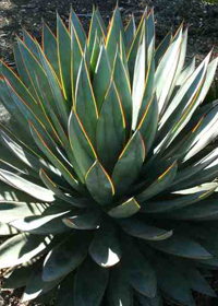 Agave 'Blue Glow'